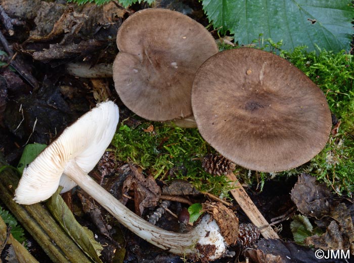 Pluteus alniphilus