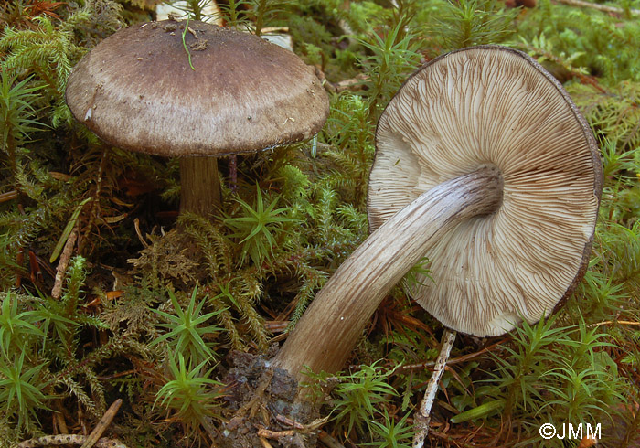 Pluteus tricuspidatus = Pluteus atromarginatus = Pluteus nigrofloccosus