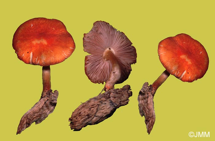 Pluteus aurantiorugosus