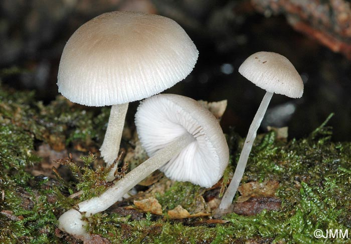 Pluteus boudieri