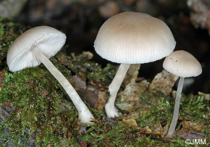 Pluteus boudieri