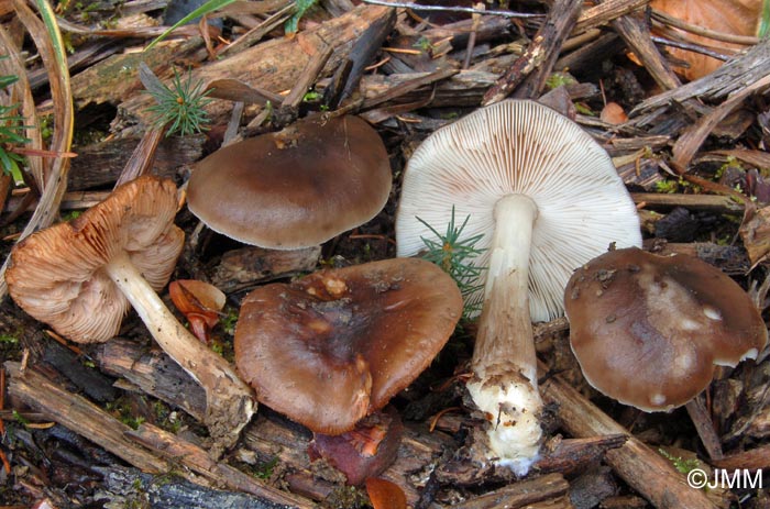 Pluteus cervinus