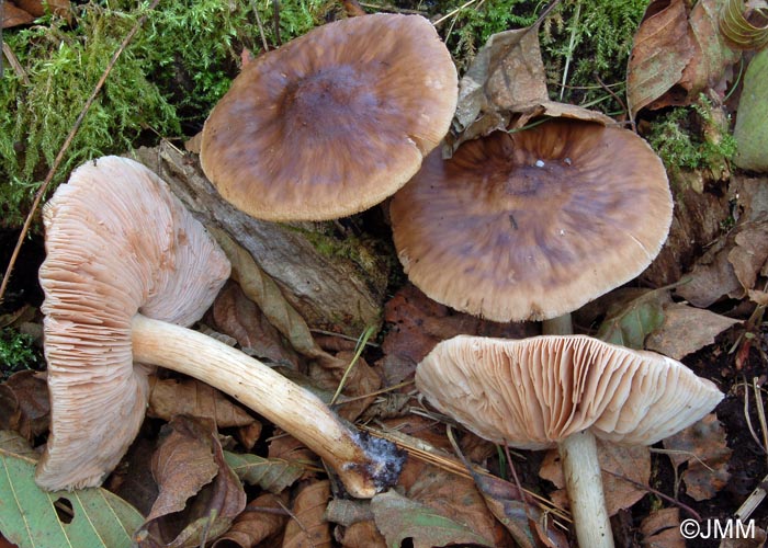 Pluteus cervinus