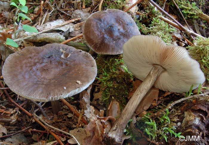 Pluteus cervinus