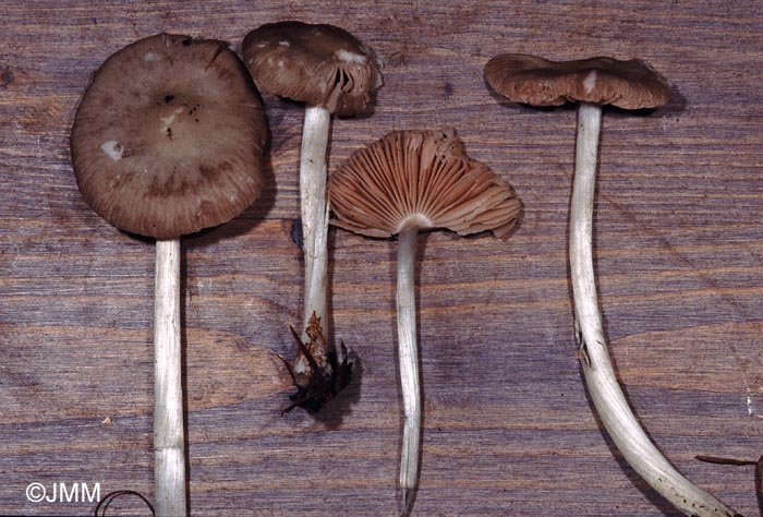 Pluteus cinereofuscus