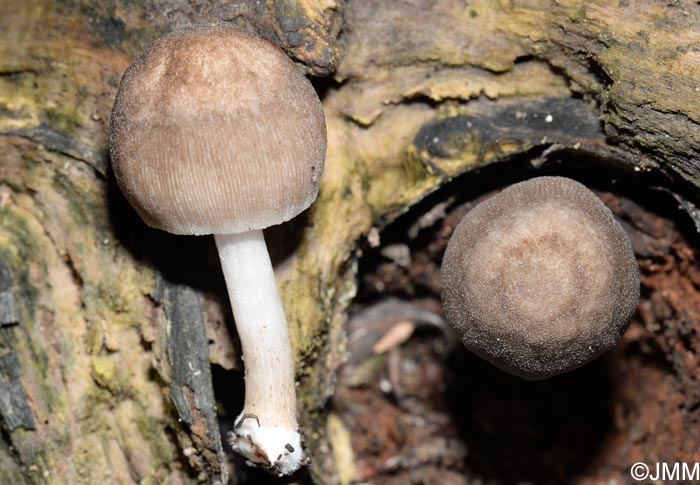 Pluteus depauperatus