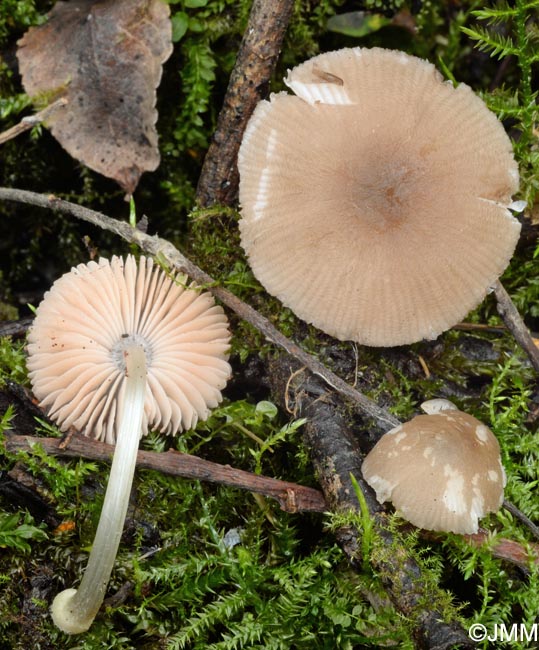 Pluteus depauperatus