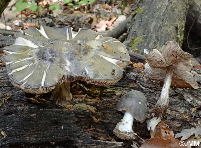 Pluteus diettrichii