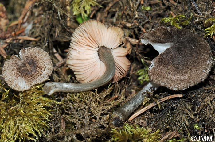 Pluteus ephebeus = Pluteus villosus