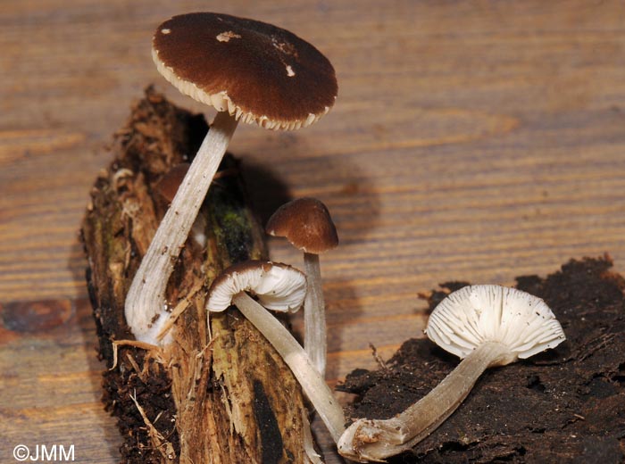 Pluteus granulatus