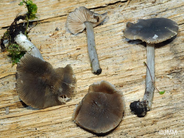 Pluteus griseopus