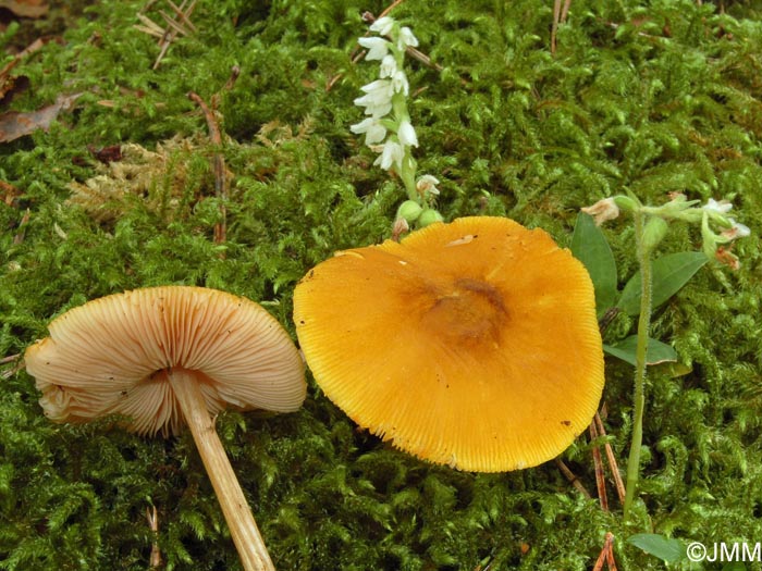 Goodyera repens & Pluteus leoninus