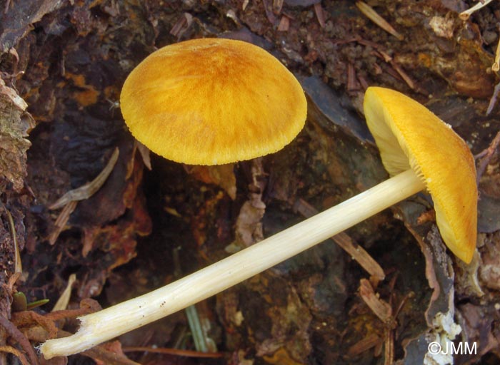 Pluteus leoninus