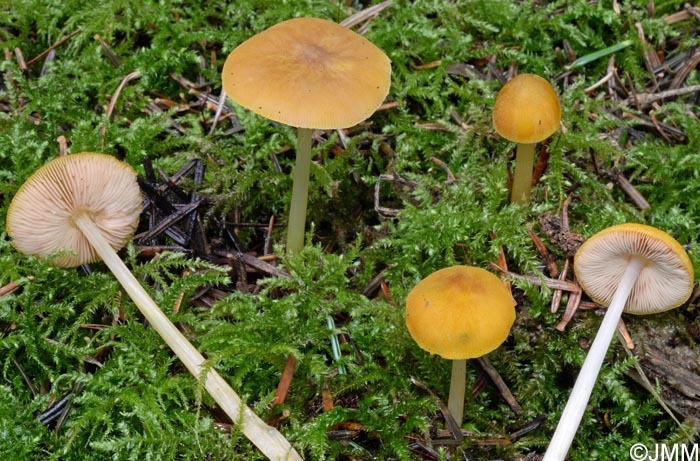 Pluteus leoninus