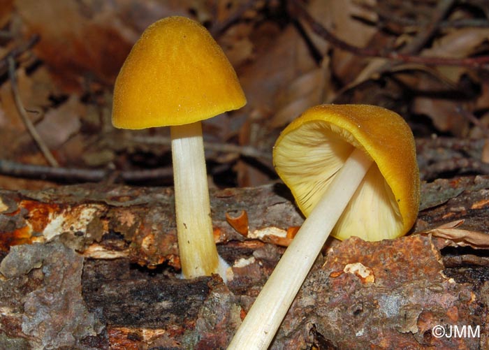 Pluteus leoninus