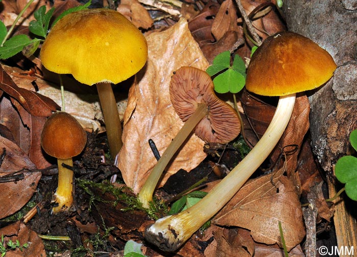 Pluteus luteomarginatus