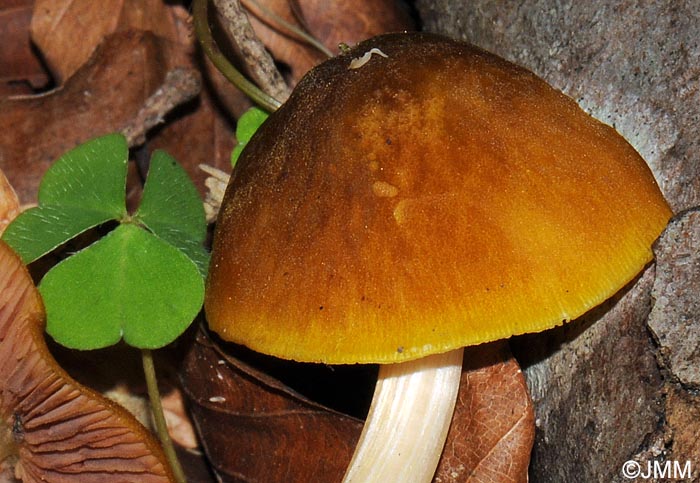 Pluteus luteomarginatus