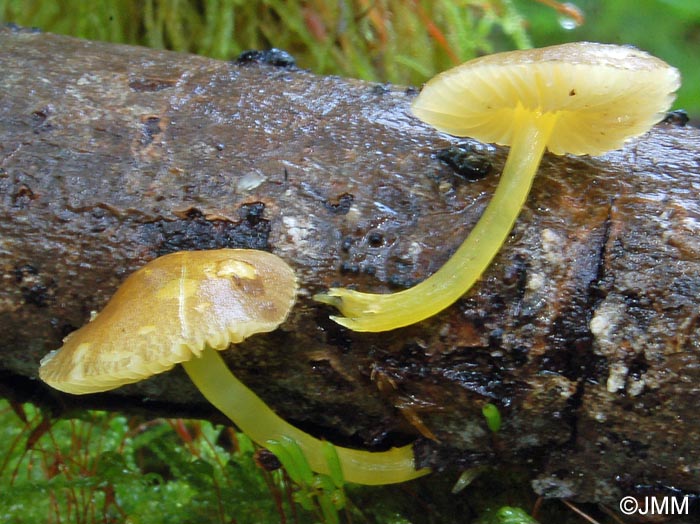 Pluteus luteovirens = Pluteus chrysophaeus