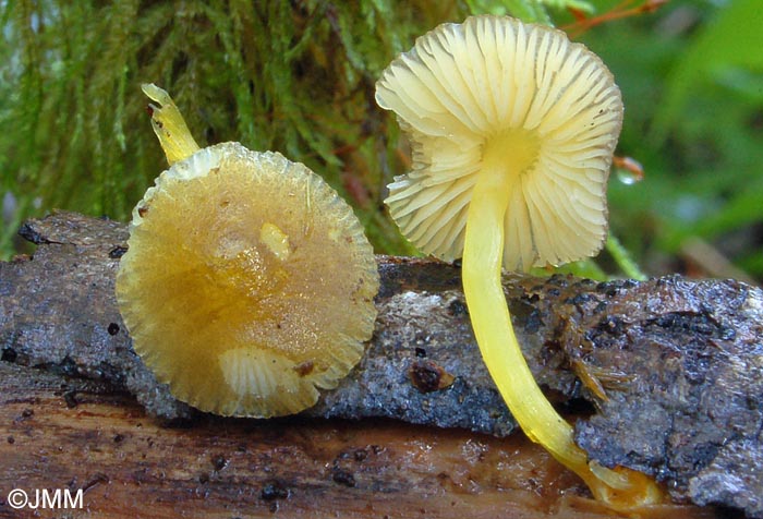 Pluteus luteovirens = Pluteus chrysophaeus