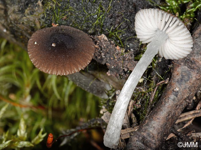 Pluteus seticeps = Pluteus minutissimus