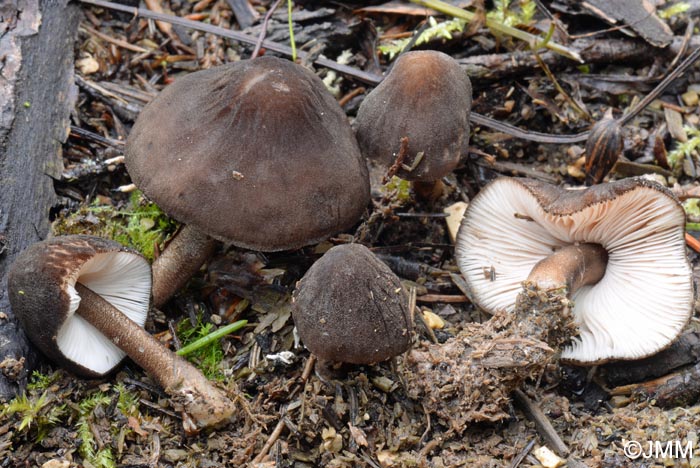 Pluteus notabilis