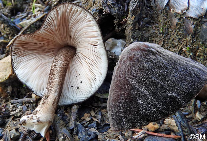 Pluteus notabilis = Pluteus notabilis var. notabilis