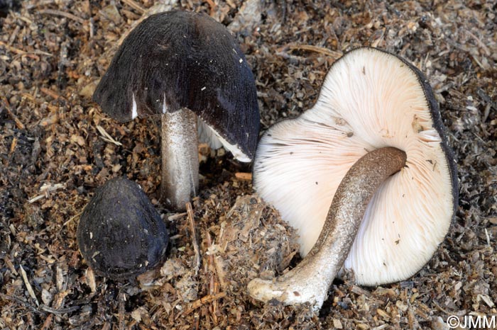 Pluteus notabilis = Pluteus notabilis var. notabilis