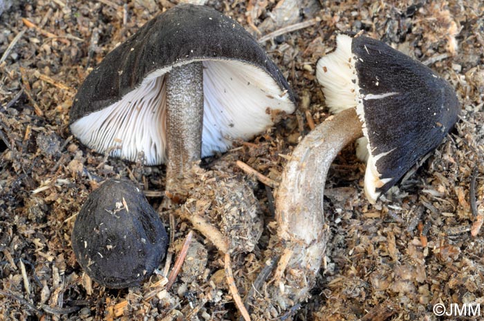 Pluteus notabilis = Pluteus notabilis var. notabilis