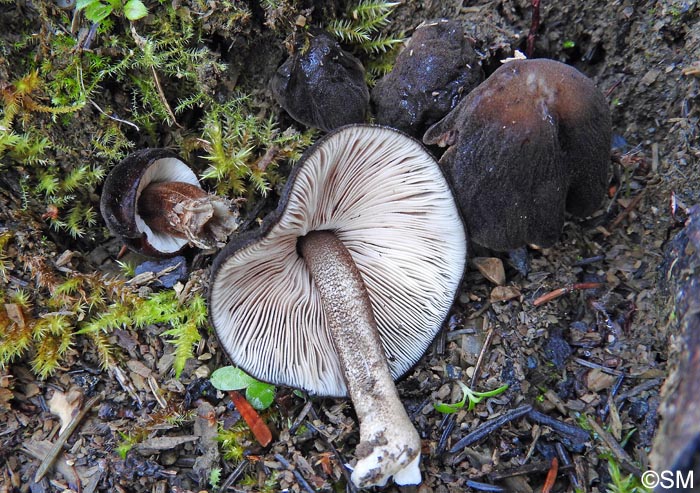 Pluteus notabilis = Pluteus notabilis var. notabilis