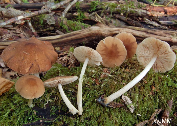 Pluteus pallescens = Pluteus satur f. pallescens