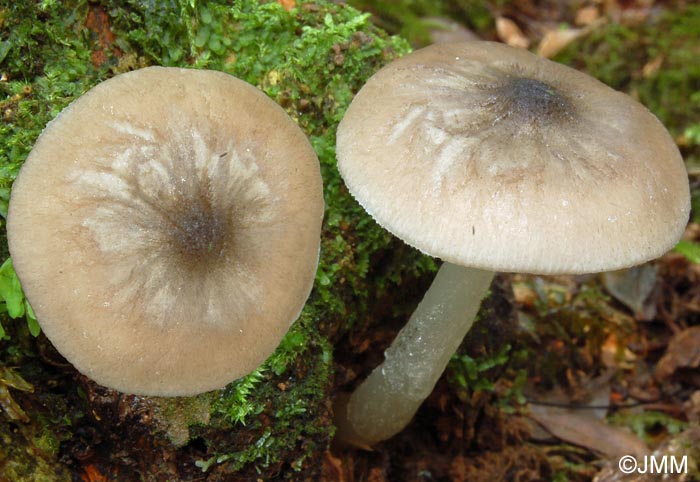 Pluteus pallescens