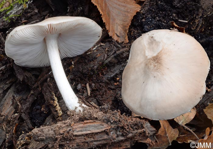 Pluteus petasatus = Pluteus patricius