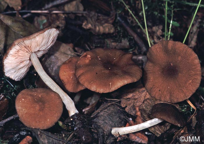 Pluteus phlebophorus