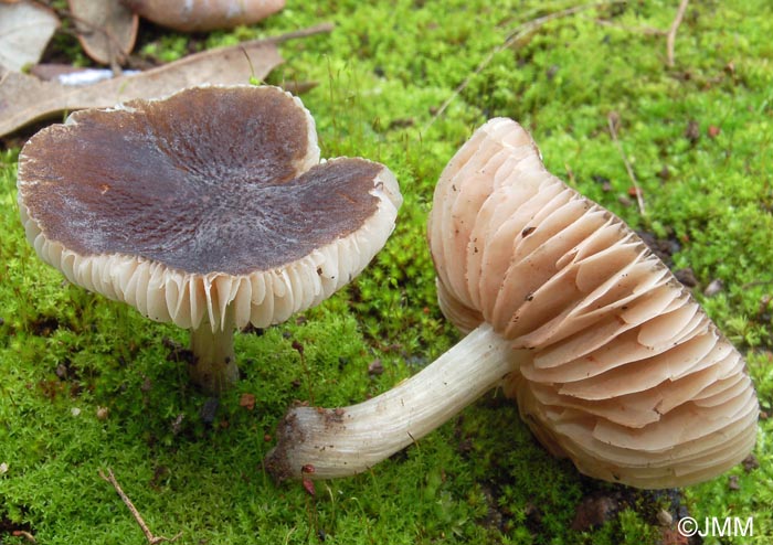 Pluteus phlebophorus