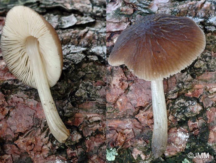 Pluteus phlebophorus