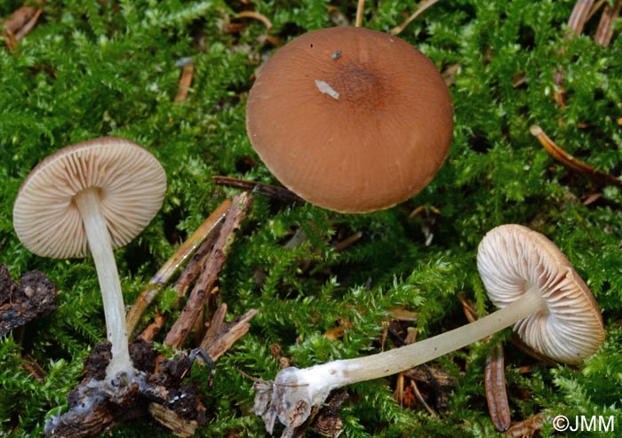 Pluteus phlebophorus