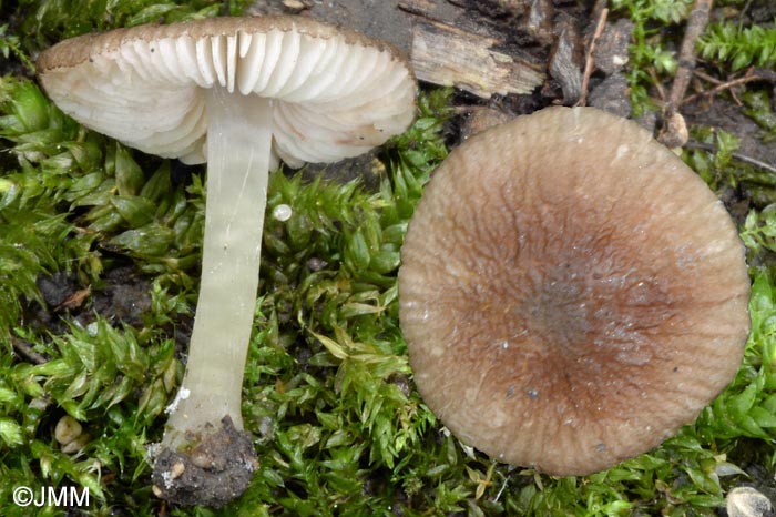 Pluteus phlebophorus