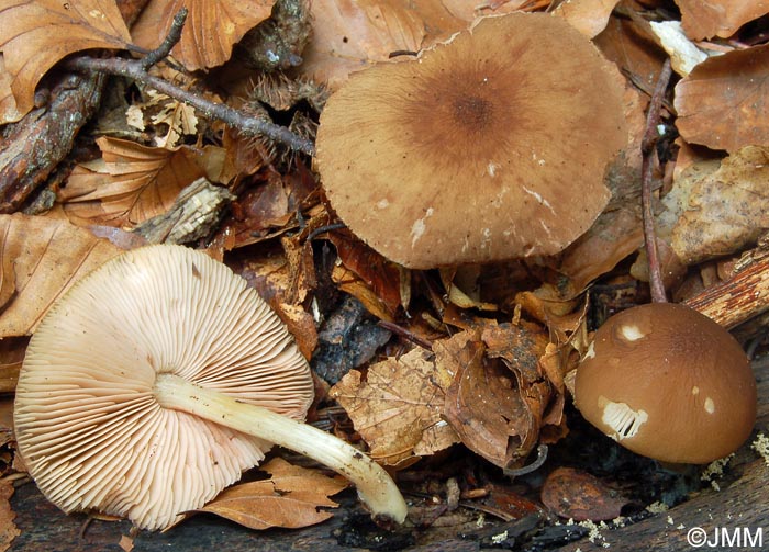 Pluteus phlebophorus