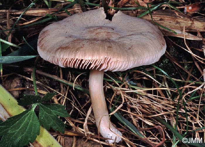 Pluteus plautus