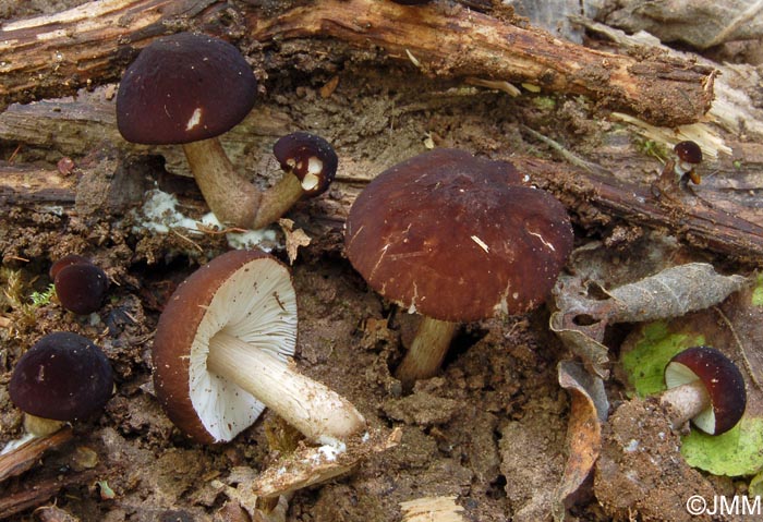 Pluteus podospileus