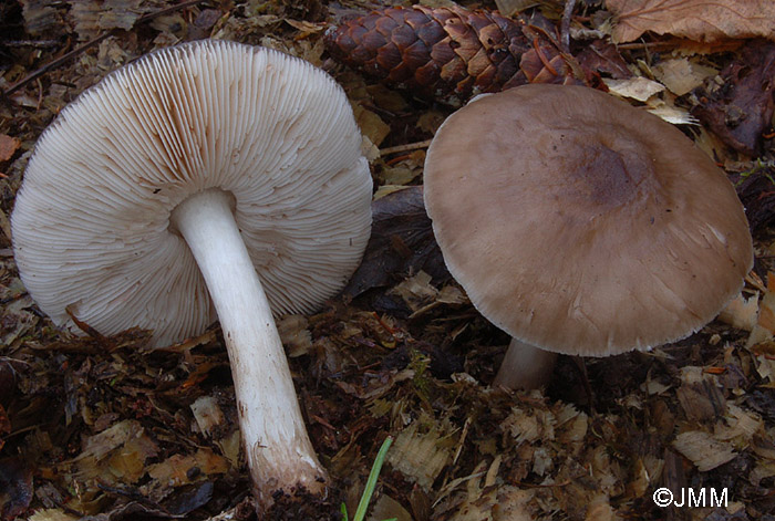 Pluteus pouzarianus 