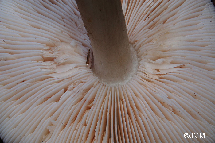 Pluteus pouzarianus : lames libres et roses, caractristiques des Pluteus