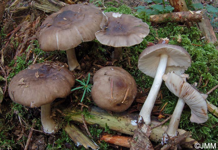 Pluteus pouzarianus