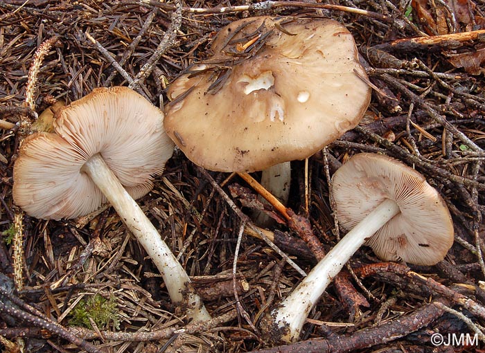 Pluteus primus