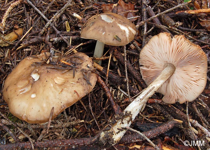 Pluteus primus