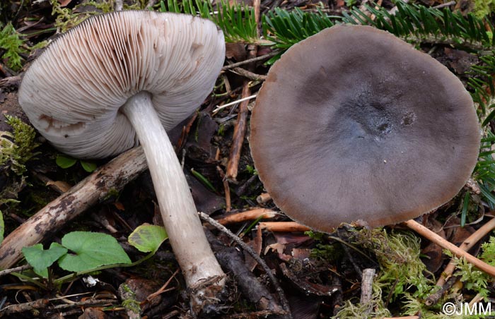 Pluteus primus