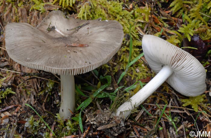 Pluteus primus