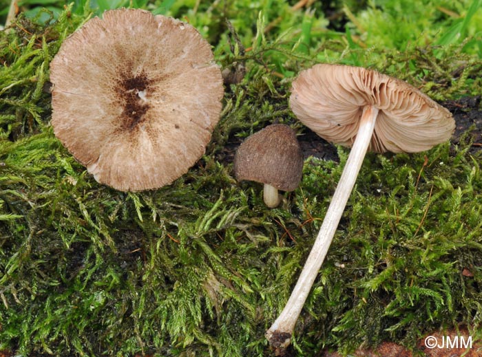 Pluteus punctipes