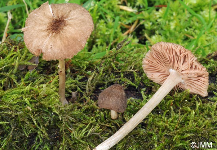 Pluteus punctipes