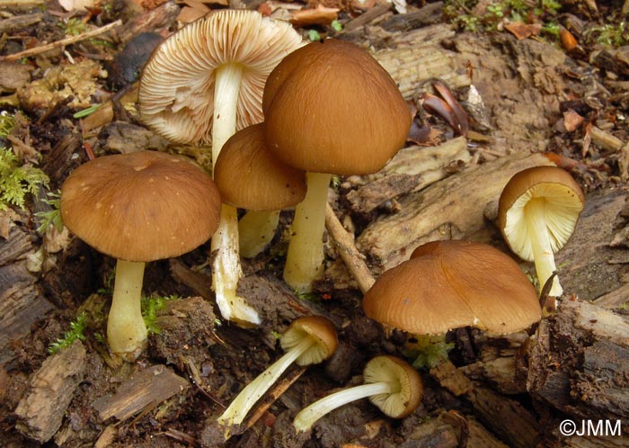 Pluteus romellii